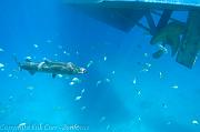 BVI Diving-0049